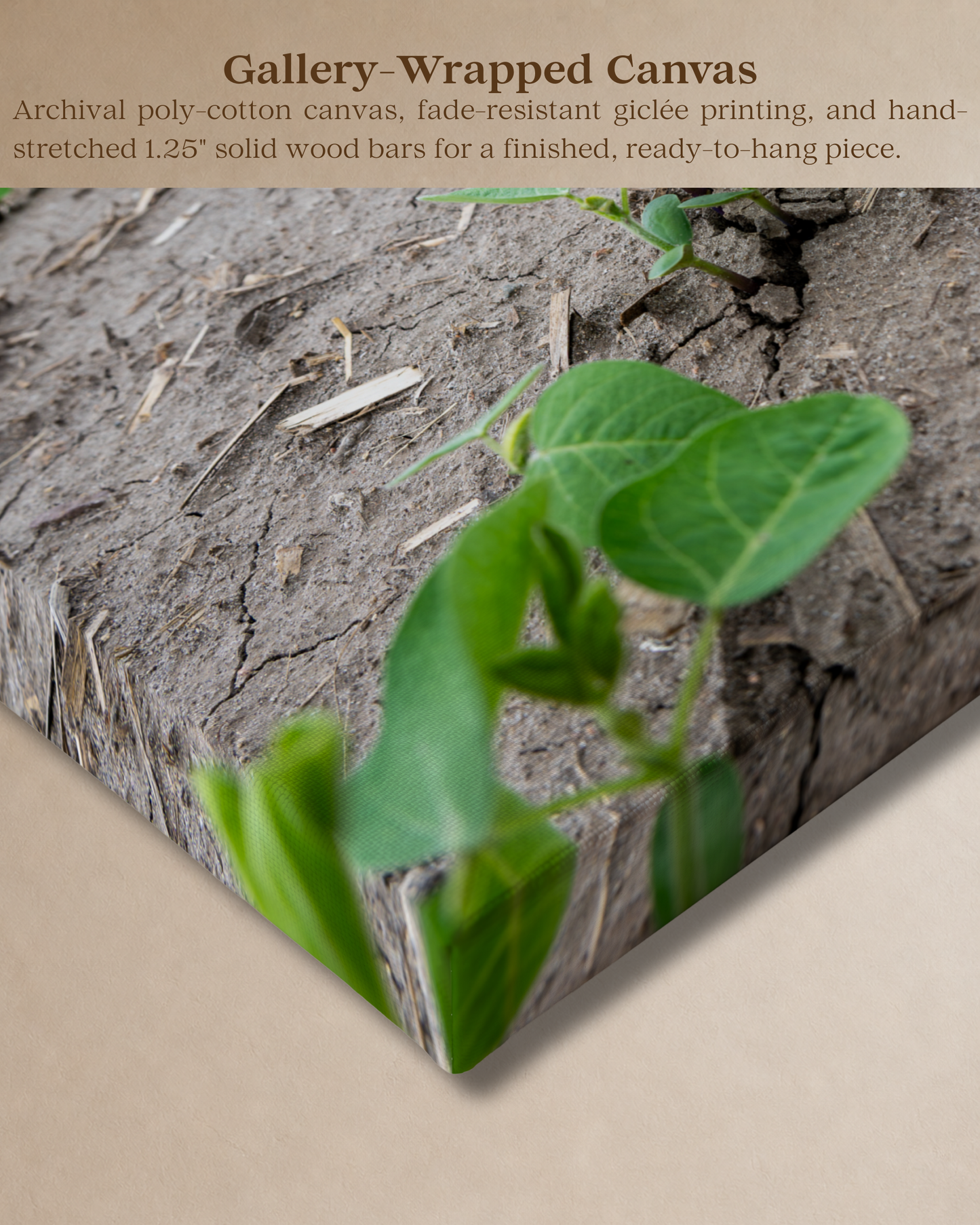 Breaking Through - Young Soybean Rows Canvas Wall Art