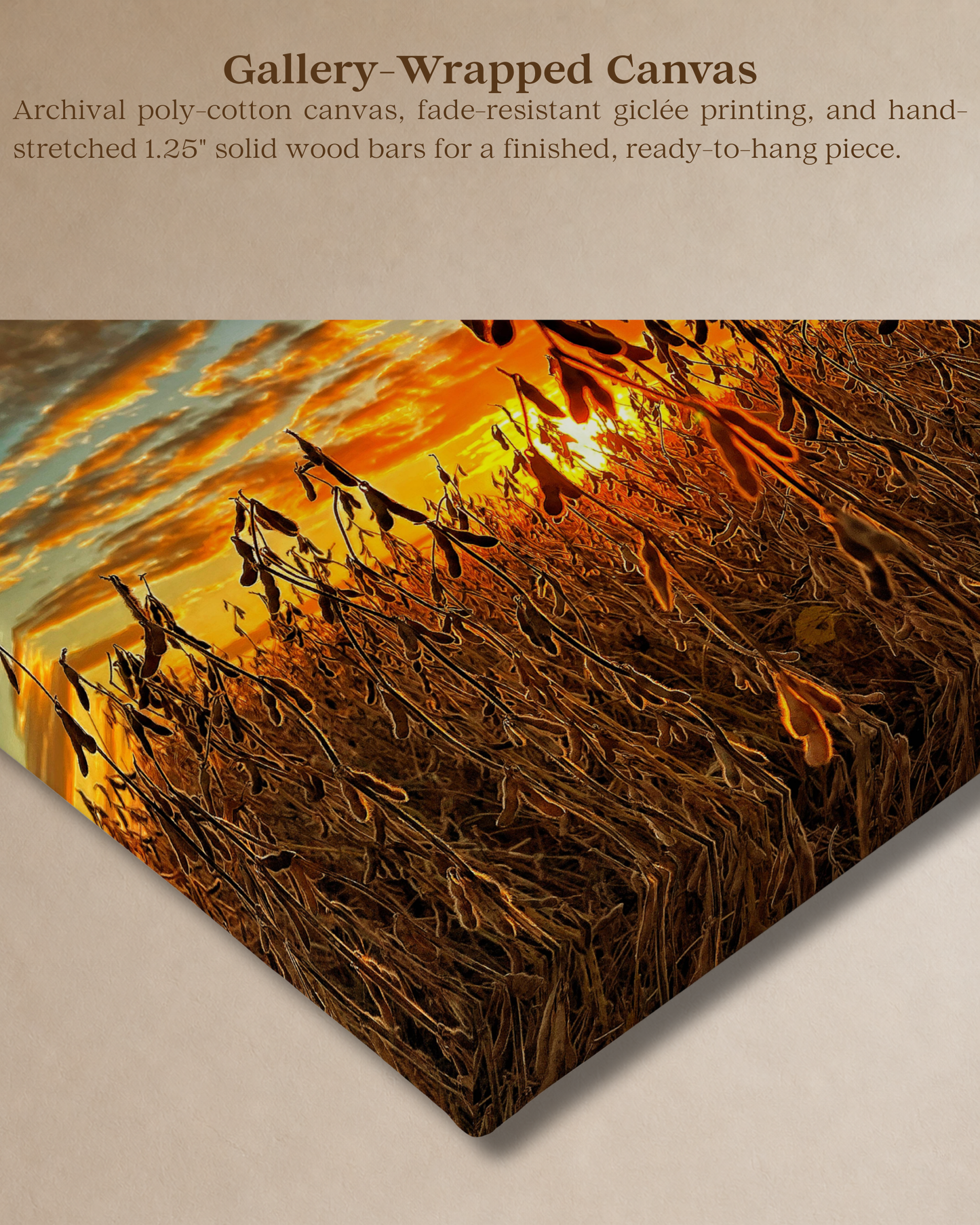 Where the Bean Pods Catch the Light – Soybean Sunset Canvas Wall Art