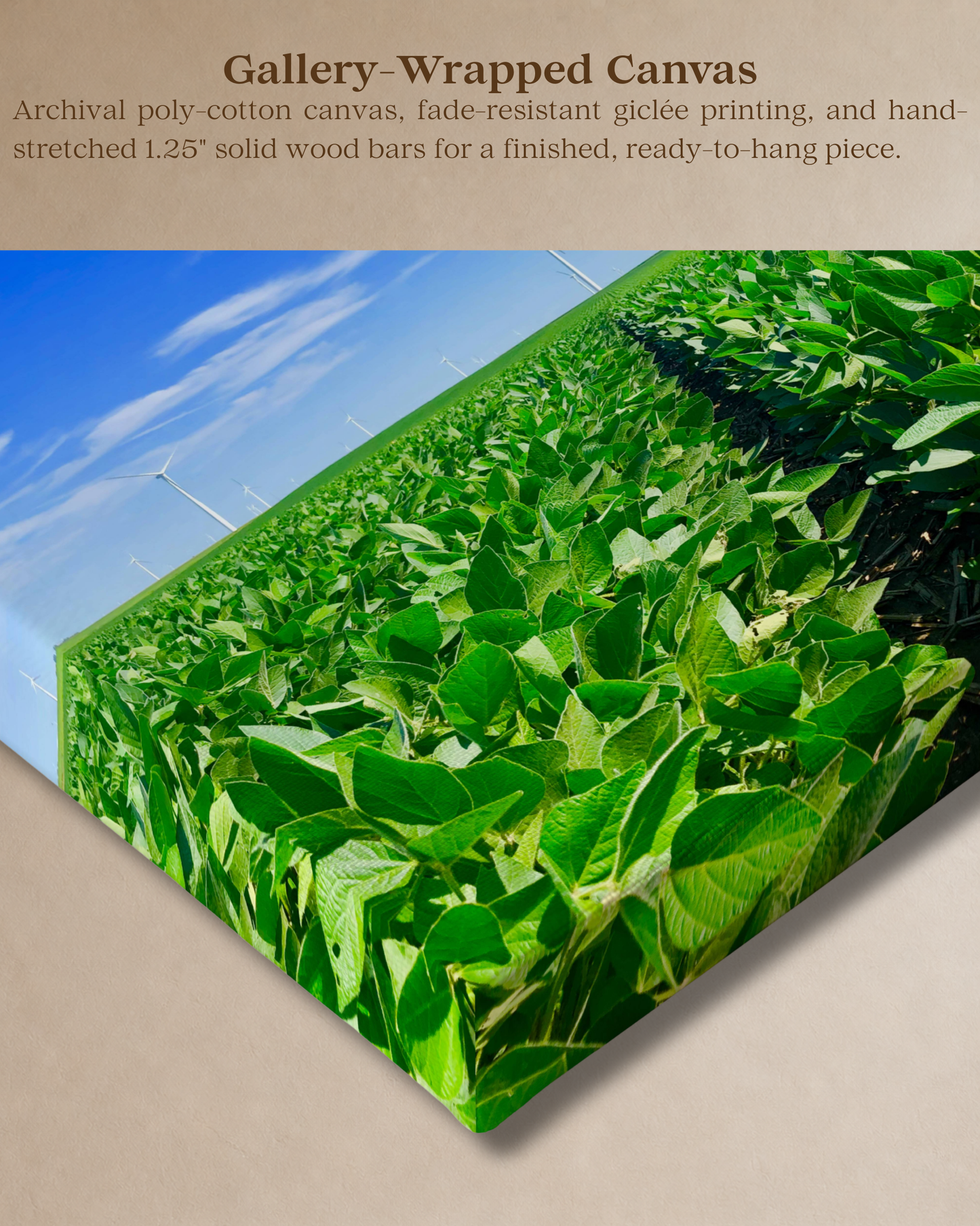 Where the Rows Meet the Wind – Iowa Soybean Field Canvas Wall Art
