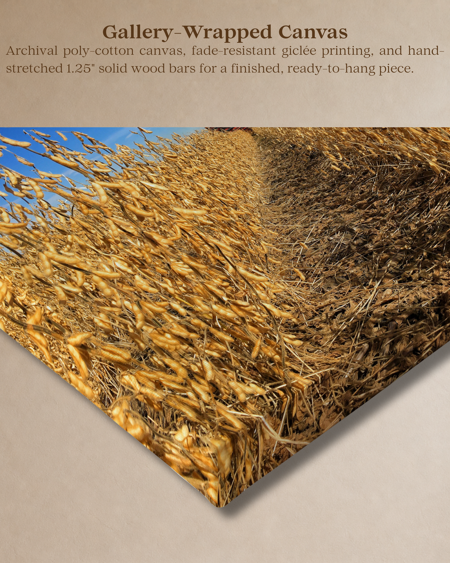 Through the Golden Beans – Soybean Harvest Canvas Wall Art