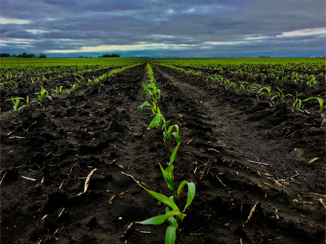 Young corn rows emerging from dark Iowa soil beneath a cloudy rural Midwest sky after spring planting.