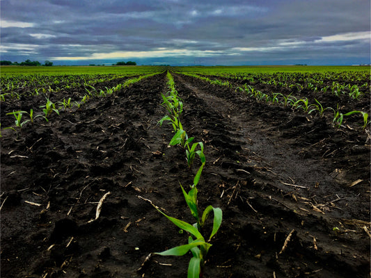 Young corn rows emerging from dark Iowa soil beneath a cloudy rural Midwest sky after spring planting.