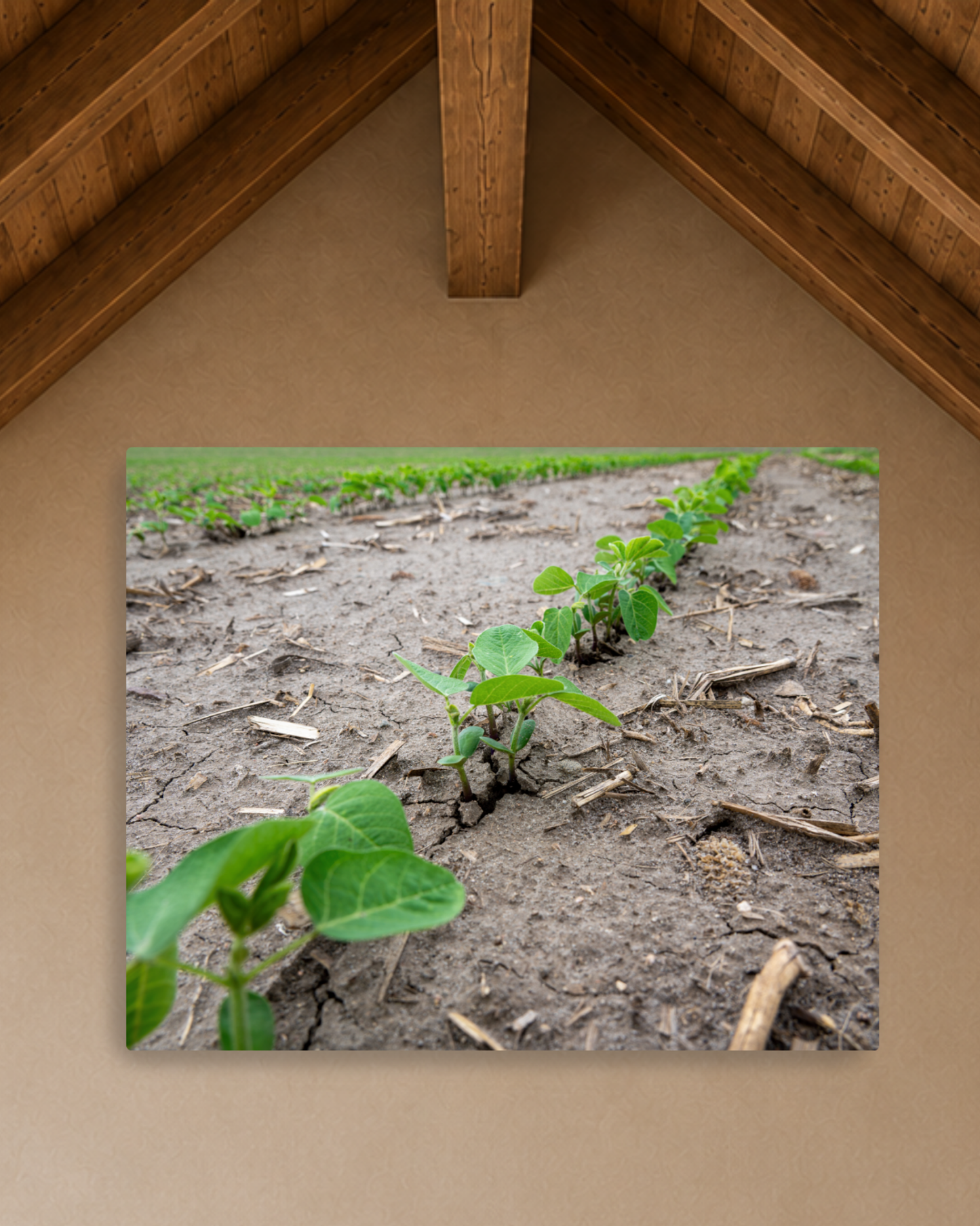 Breaking Through - Young Soybean Rows Canvas Wall Art