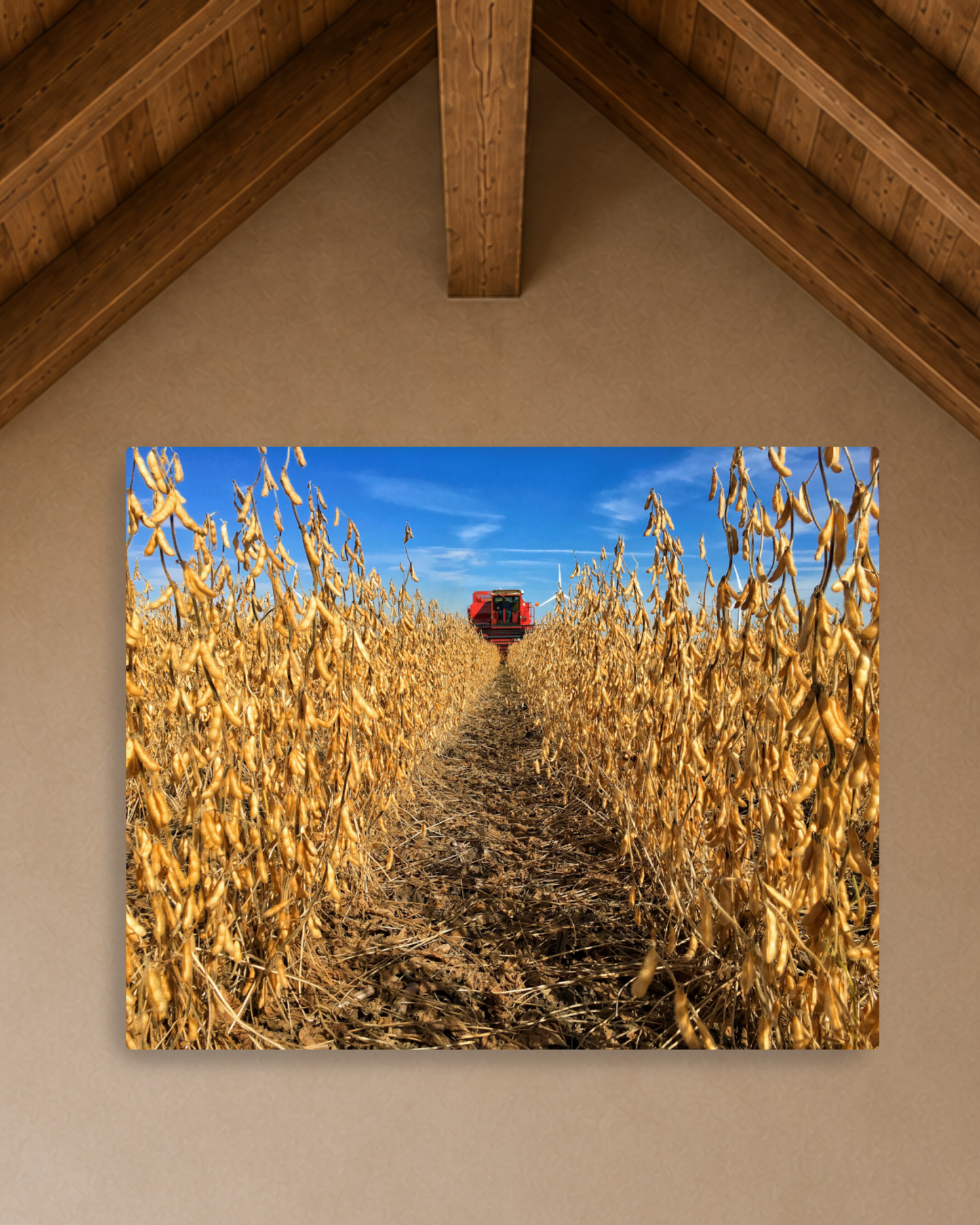 Through the Golden Beans – Soybean Harvest Canvas Wall Art