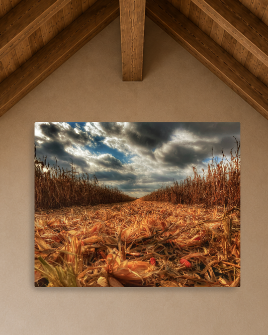Where the Combine Passed – Corn Harvest Field Canvas Wall Art