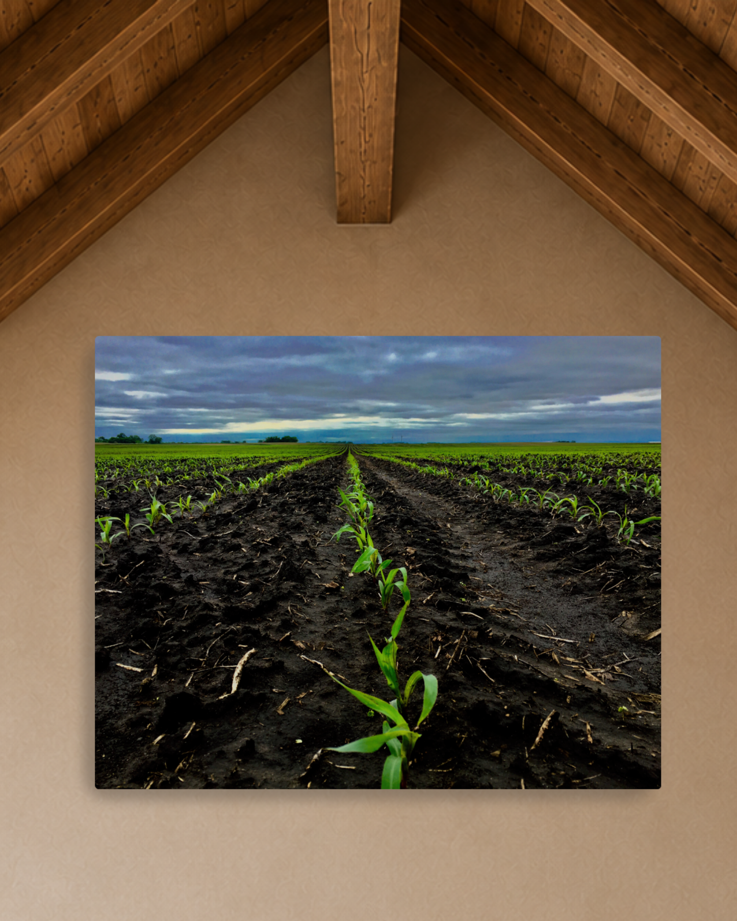 Where the Season Begins – Young Corn Rows Canvas Wall Art