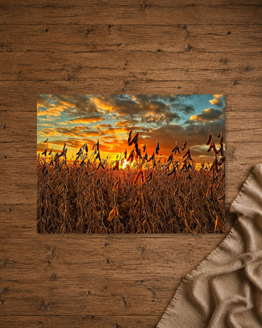 Where the Bean Pods Catch the Light | Fine Art Print
