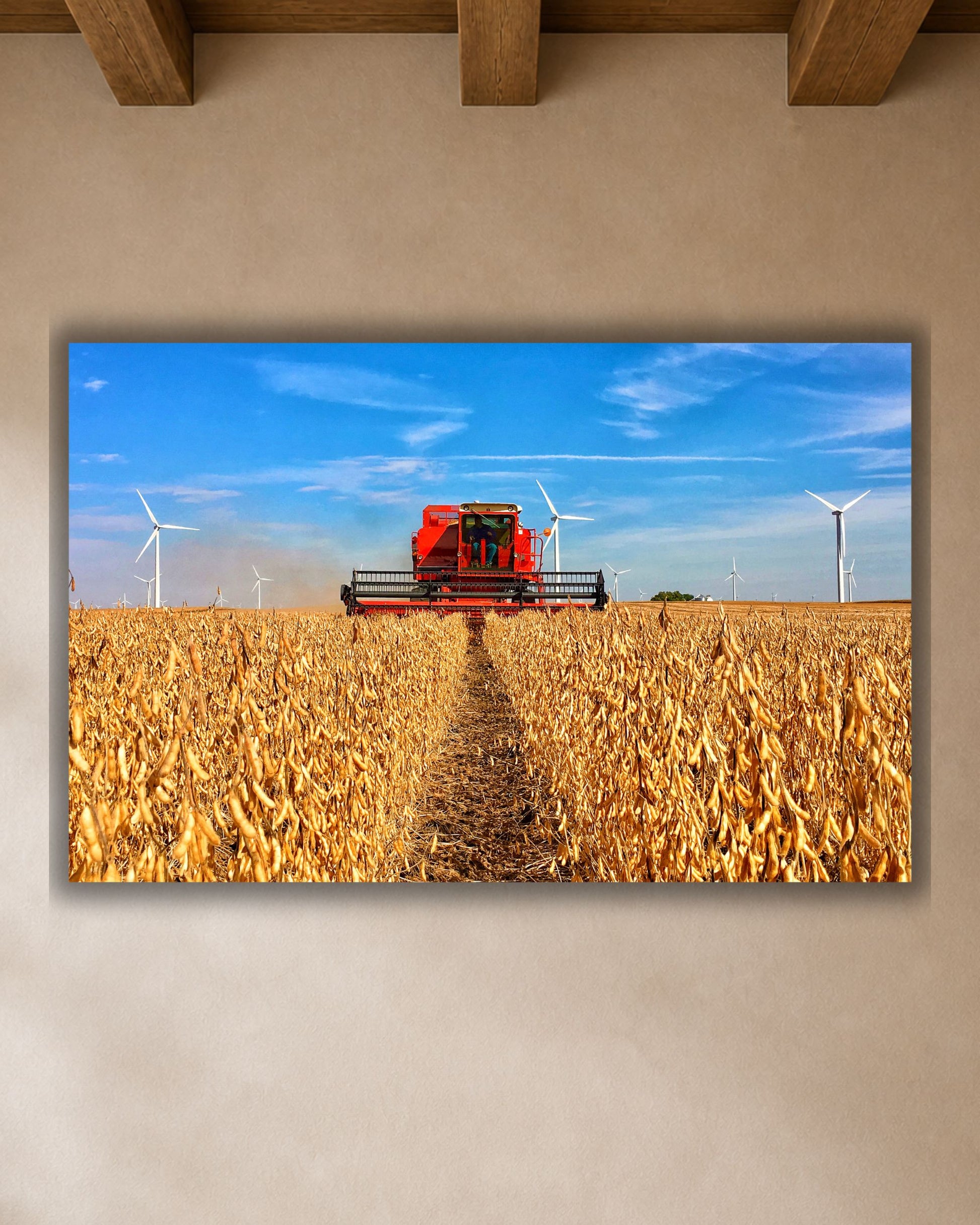 Close-up of soybean harvest canvas print featuring a vintage red International combine working between golden crop rows beneath a blue sky.
