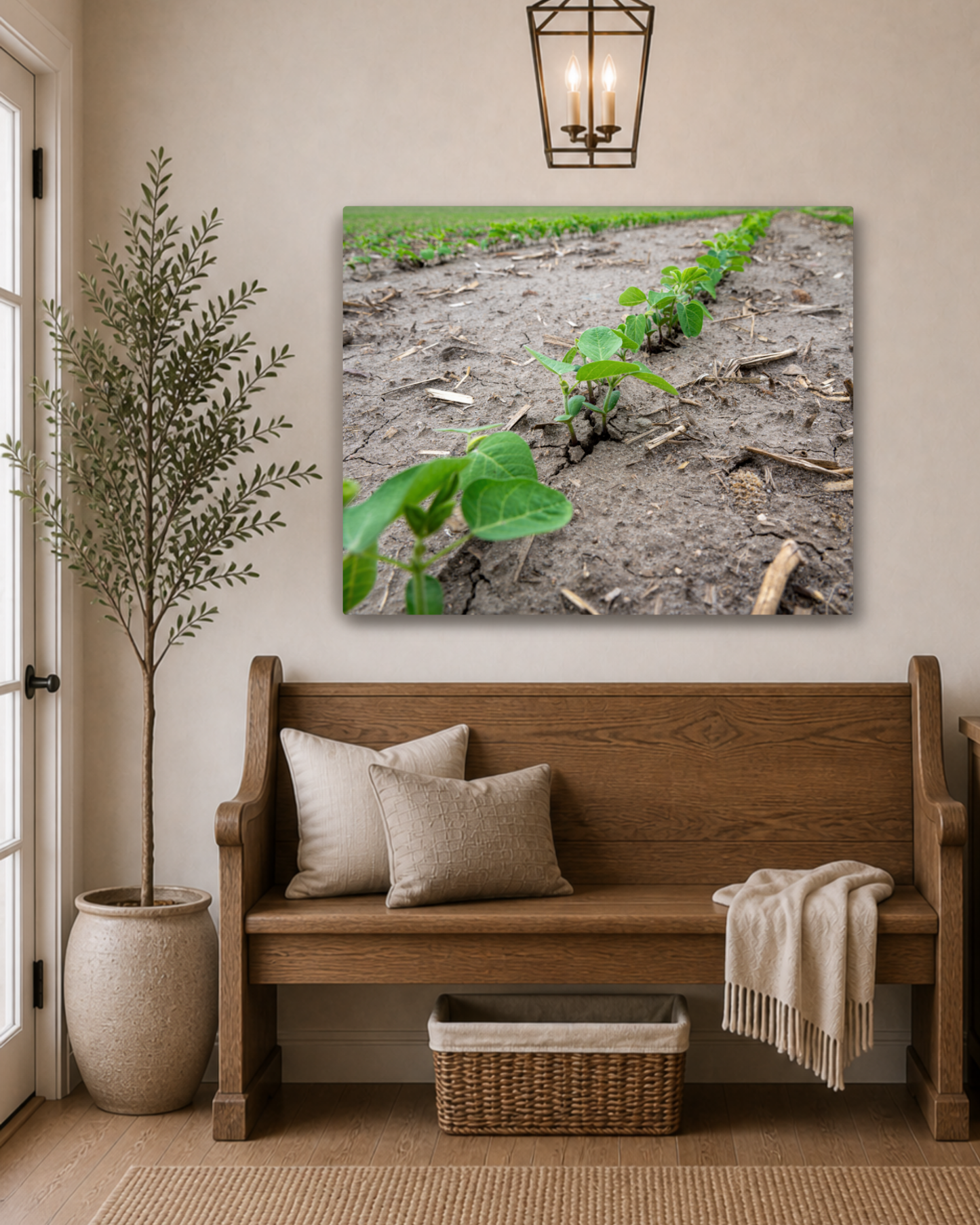 Breaking Through - Young Soybean Rows Canvas Wall Art