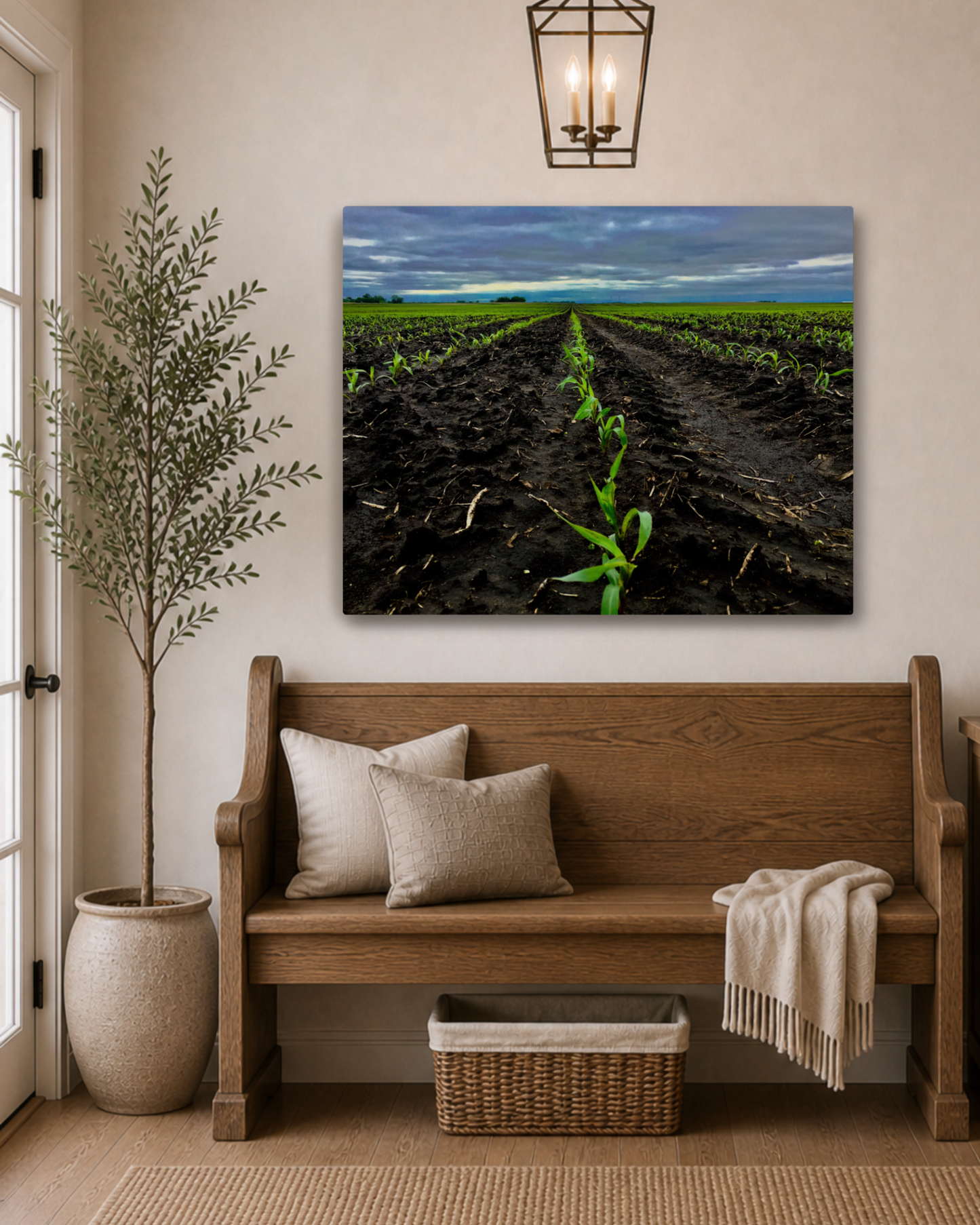 Where the Season Begins – Young Corn Rows Canvas Wall Art