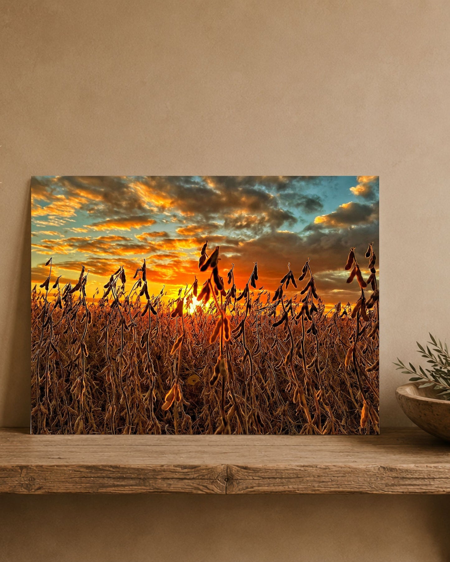 Where the Bean Pods Catch the Light | Fine Art Print