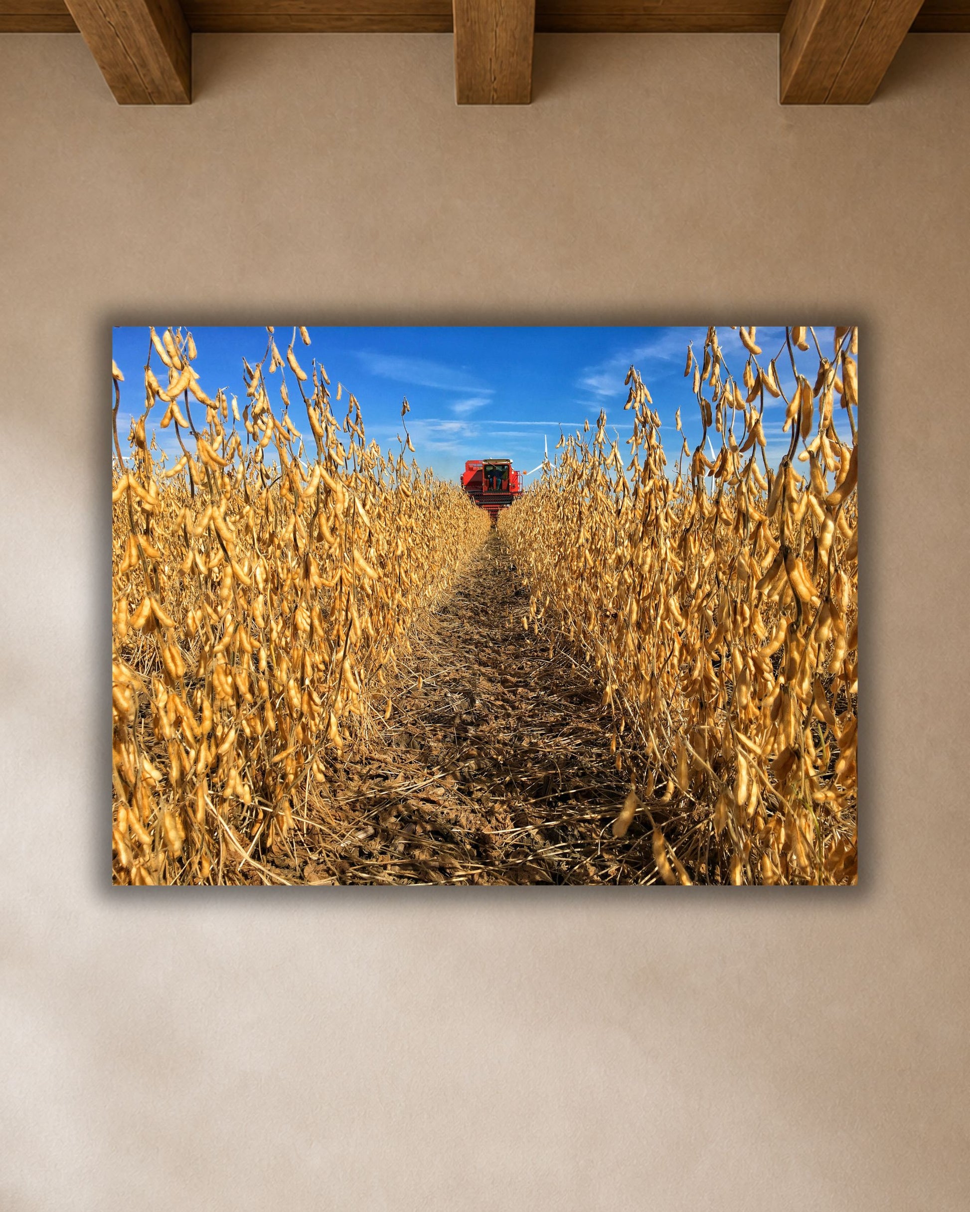 Close-up soybean harvest canvas print showing a narrow path between golden soybean rows leading toward a red combine under a bright blue sky.