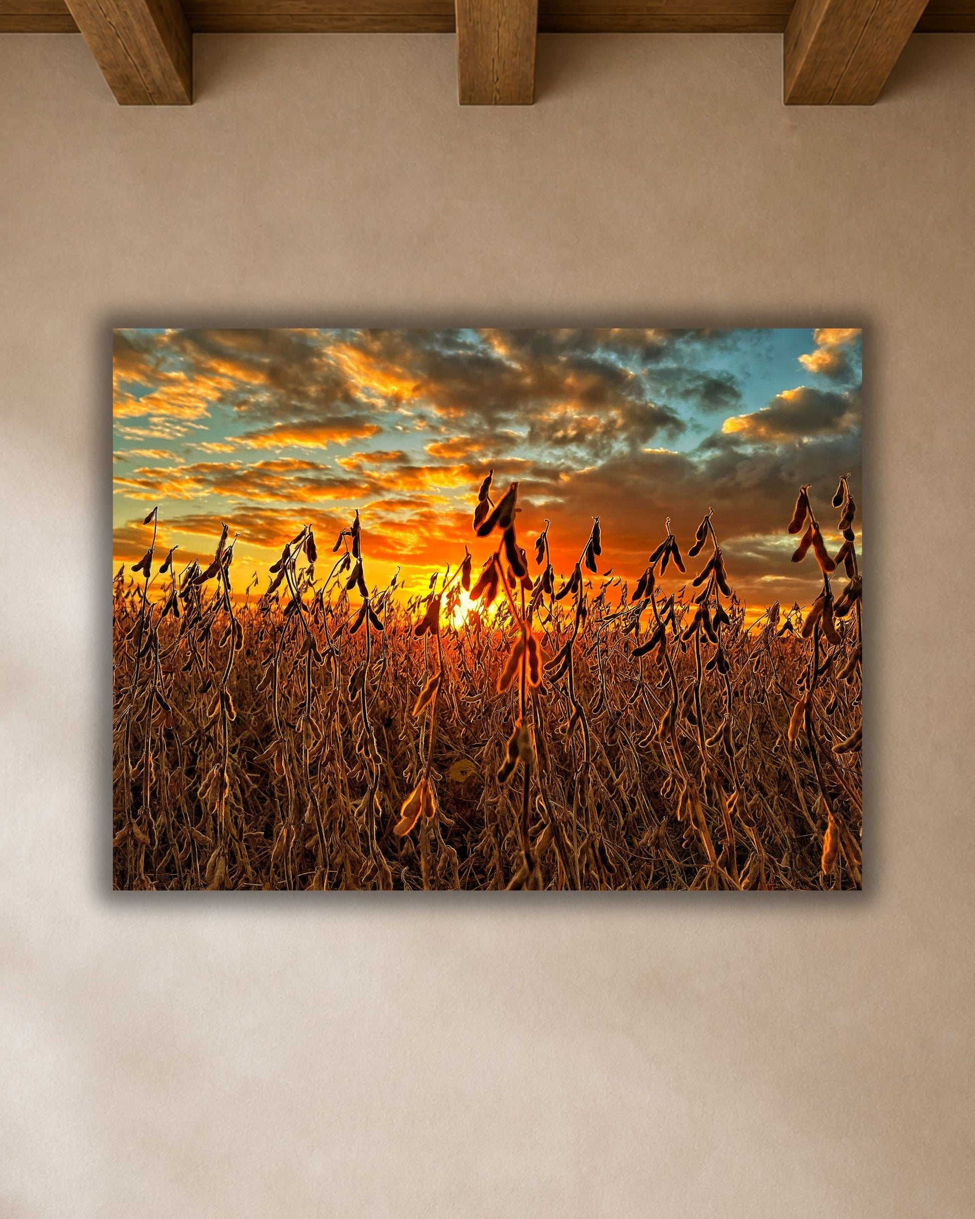 Close-up of soybean sunset canvas wall art featuring dry bean plants glowing beneath a fiery orange and gold evening sky.