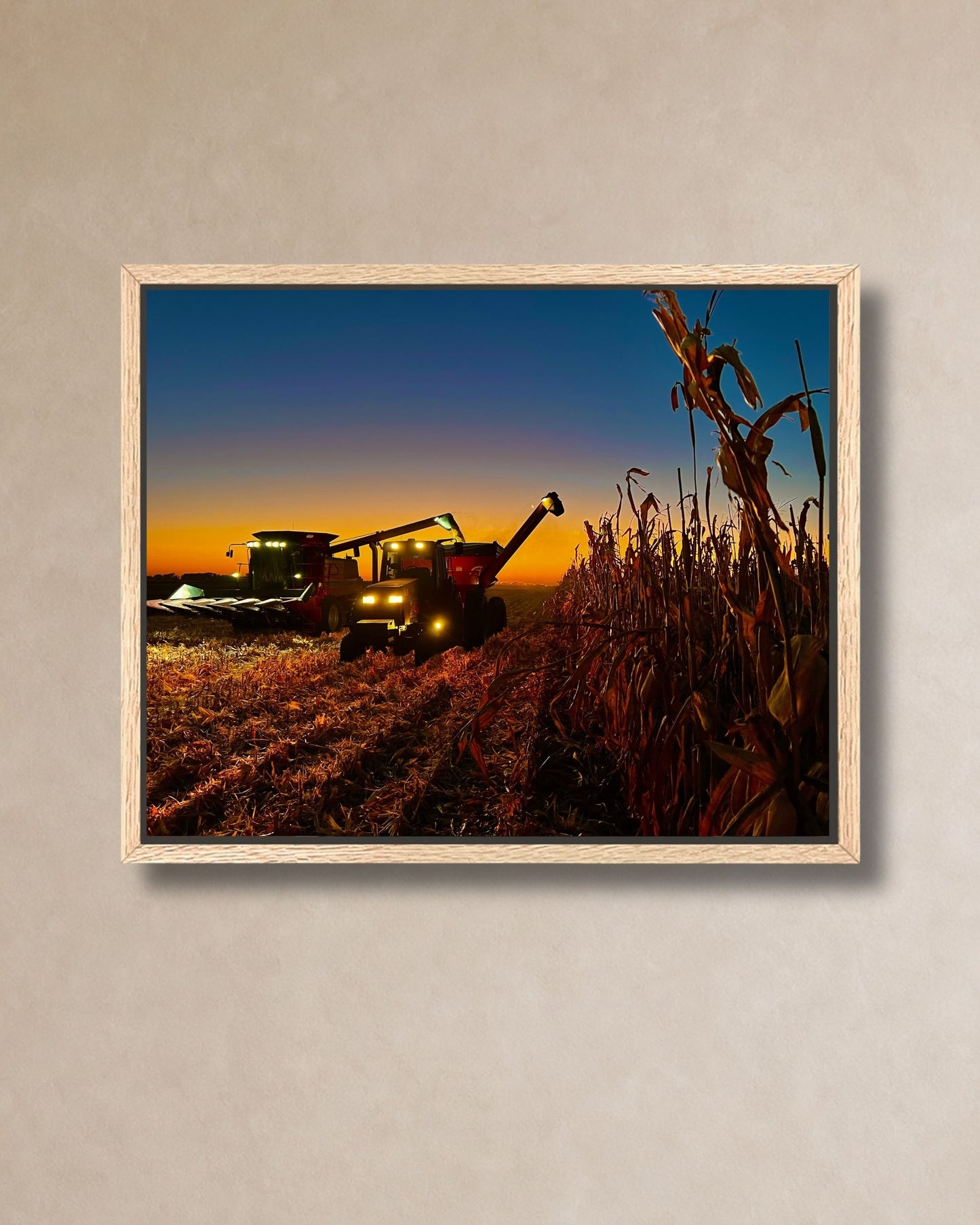 Natural oak framed canvas print of a combine unloading corn beside standing rows at evening harvest.