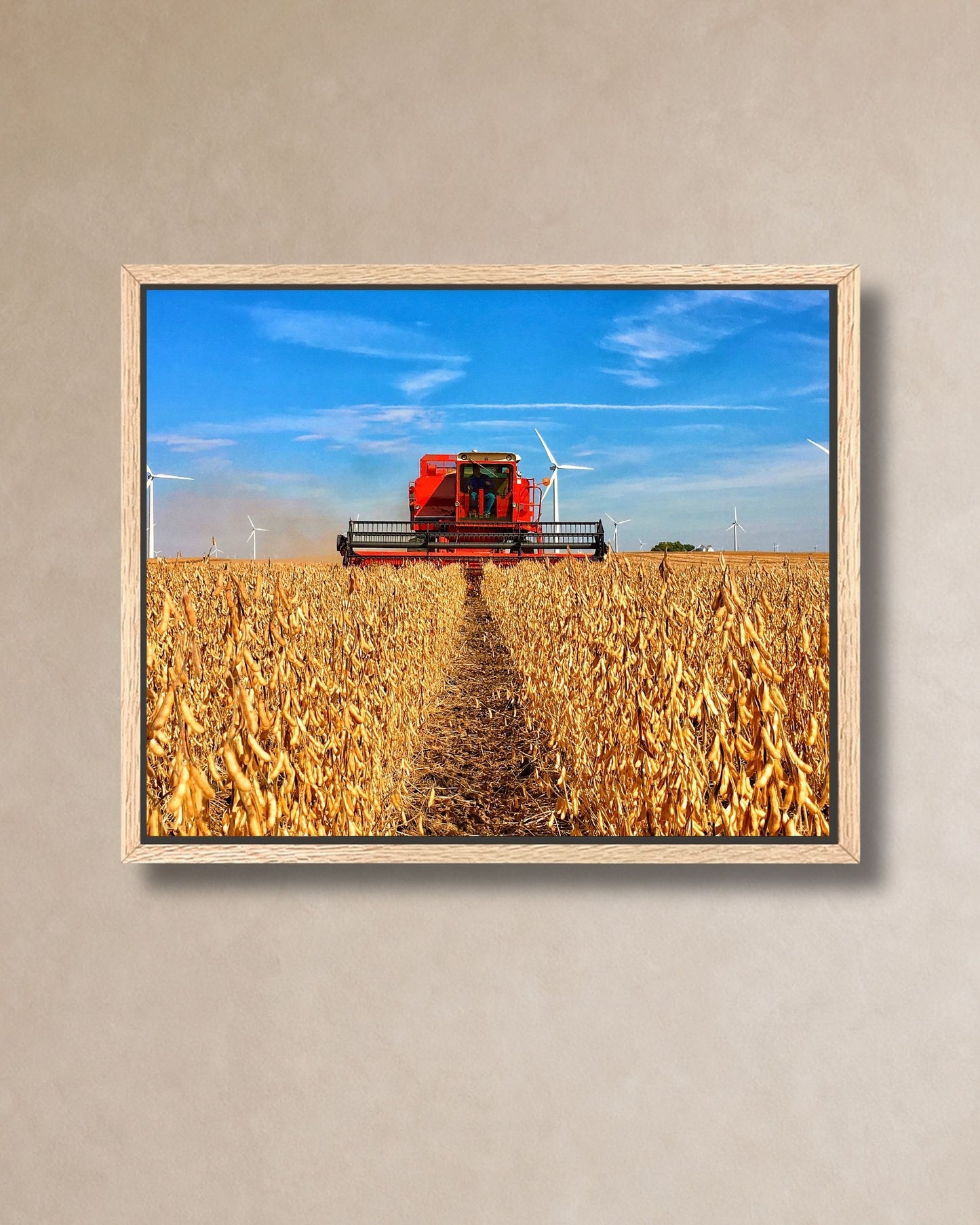 Natural oak framed canvas print of a red International combine harvesting soybeans with wind turbines across the rural horizon.