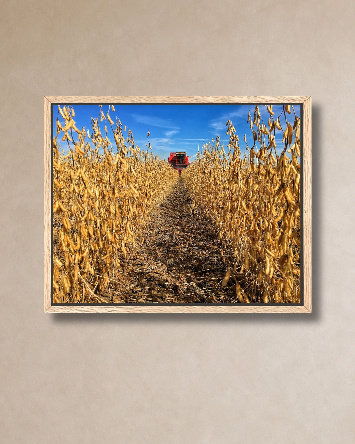Natural oak framed canvas print of golden soybean rows leading toward a red combine during harvest season.