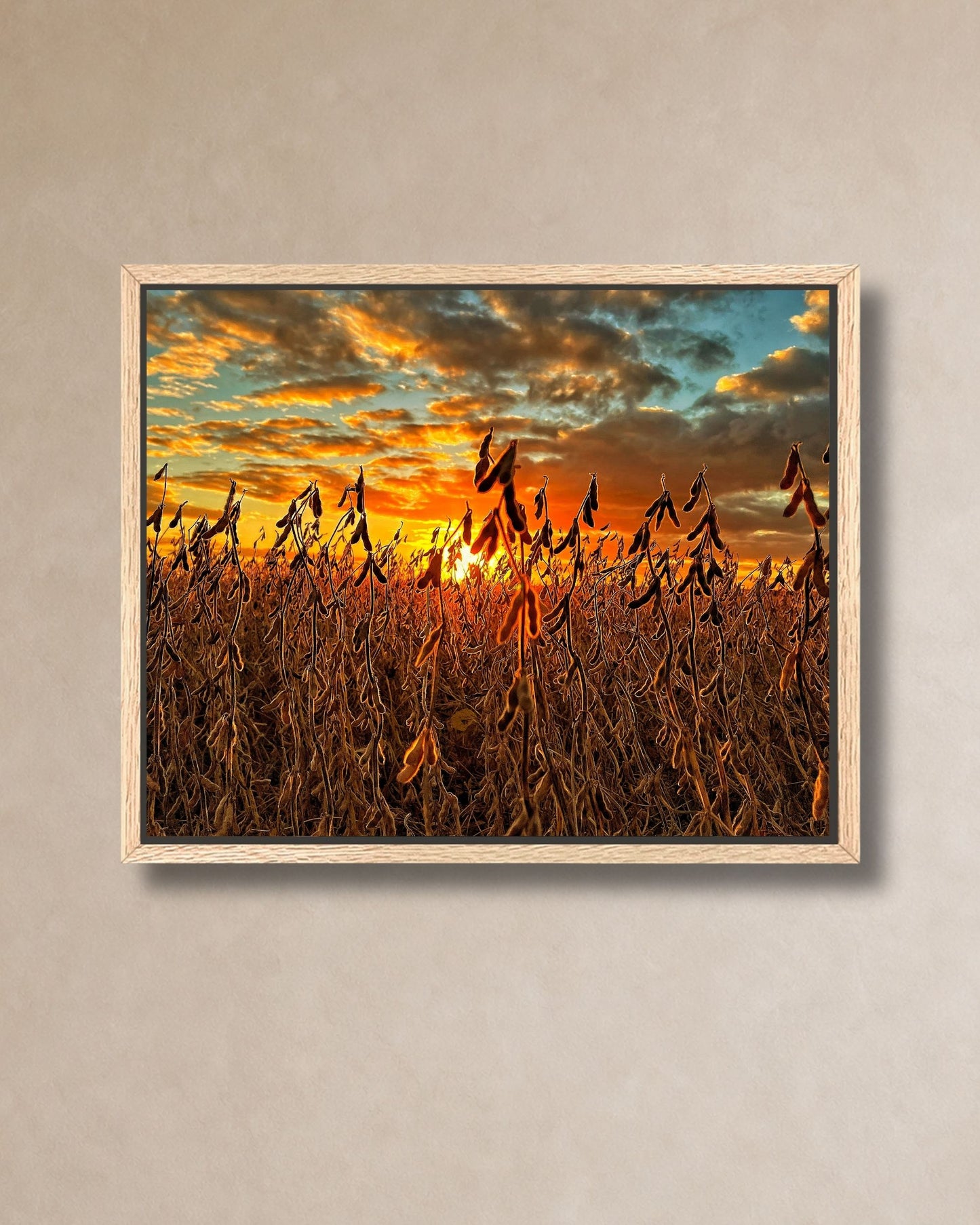 Natural oak framed canvas wall art of a soybean field at sunset with golden clouds and warm light across the rural landscape.