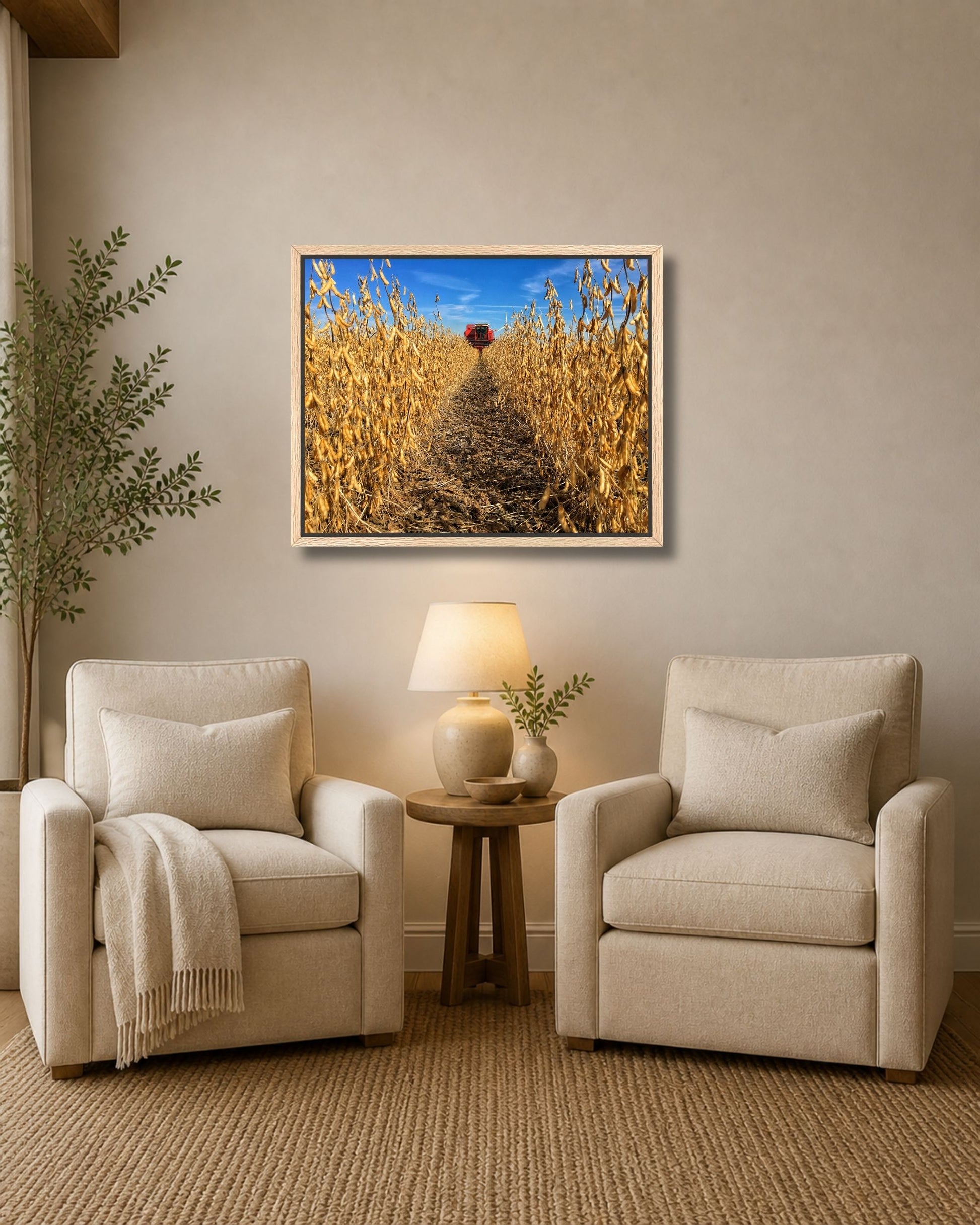 Natural oak framed soybean harvest wall art displayed between two cream armchairs in a warm neutral sitting area.