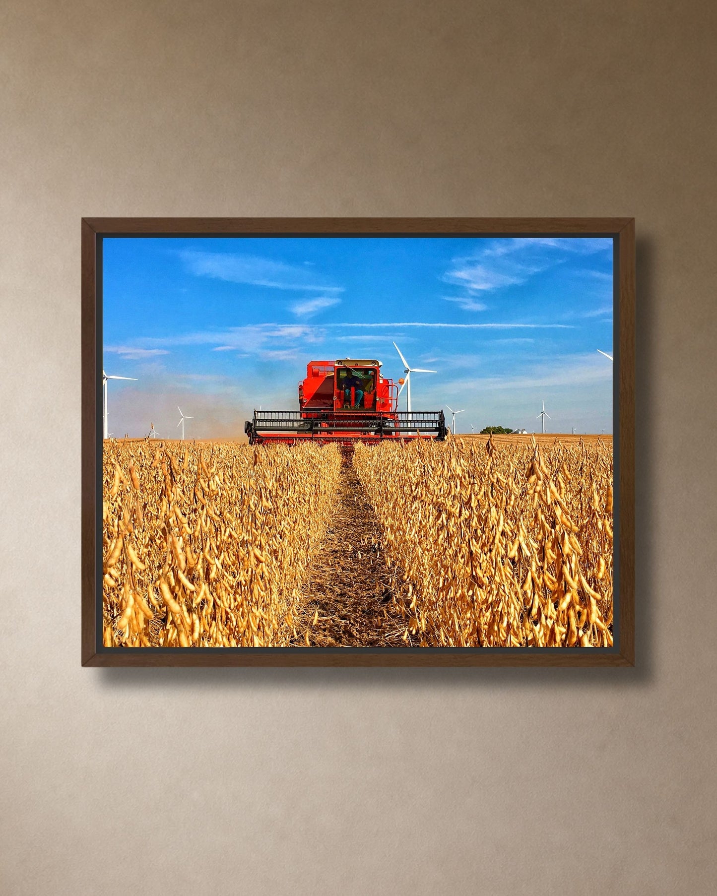 Walnut framed canvas print of a vintage International combine moving through golden soybean rows under a bright blue sky.