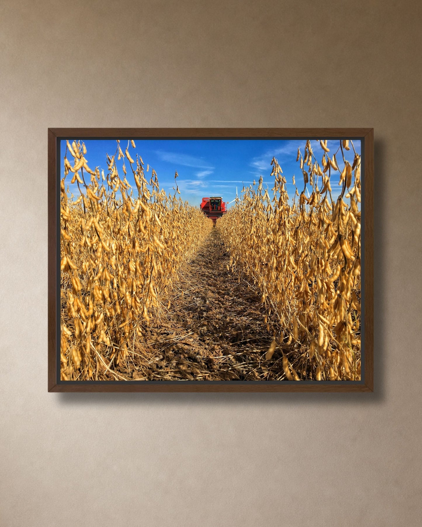 Walnut framed canvas print featuring a red combine at the end of a pathway through dry golden soybean rows.