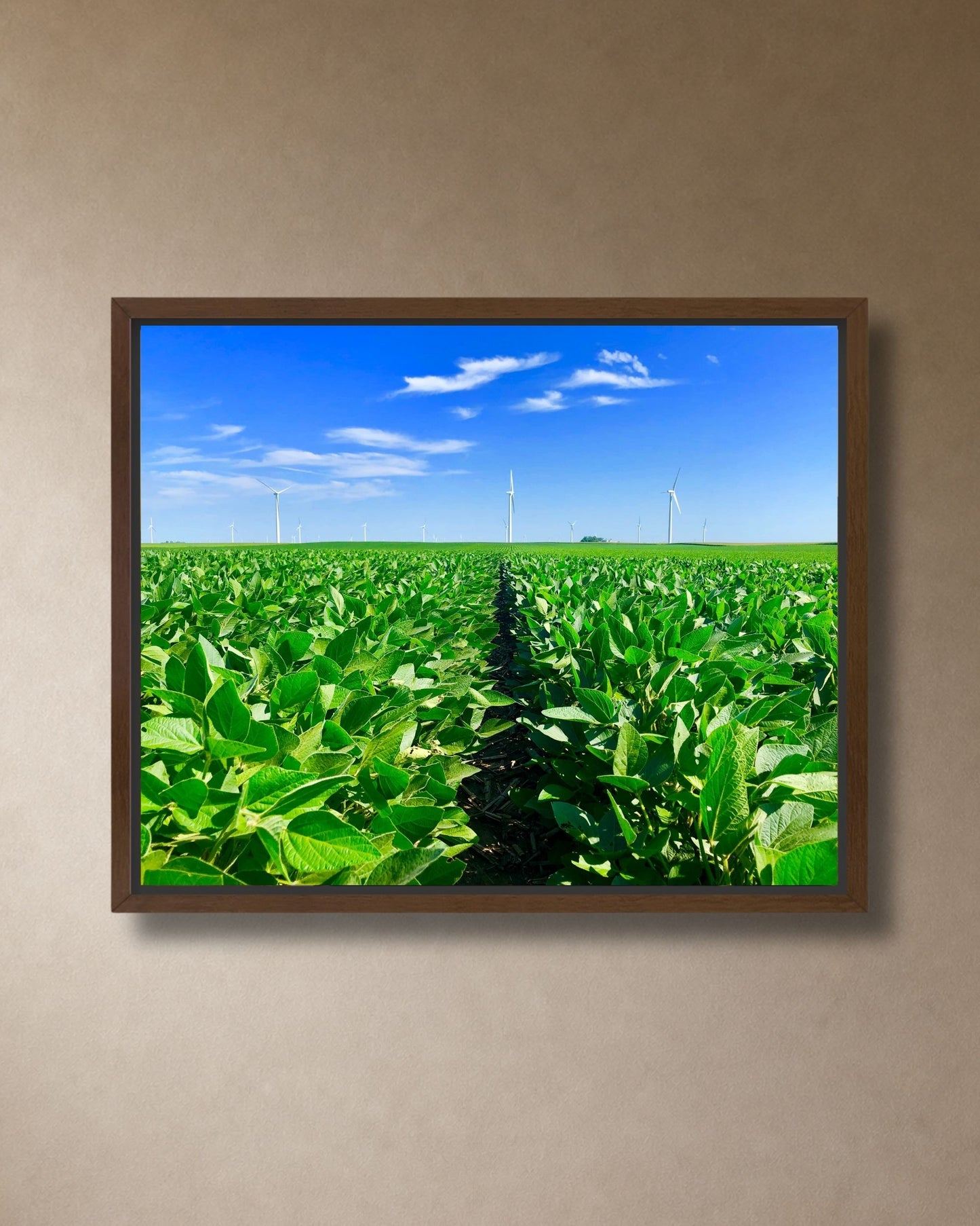 Walnut framed canvas print of an Iowa soybean field with bright green rows, blue sky, and wind turbines in the distance.
