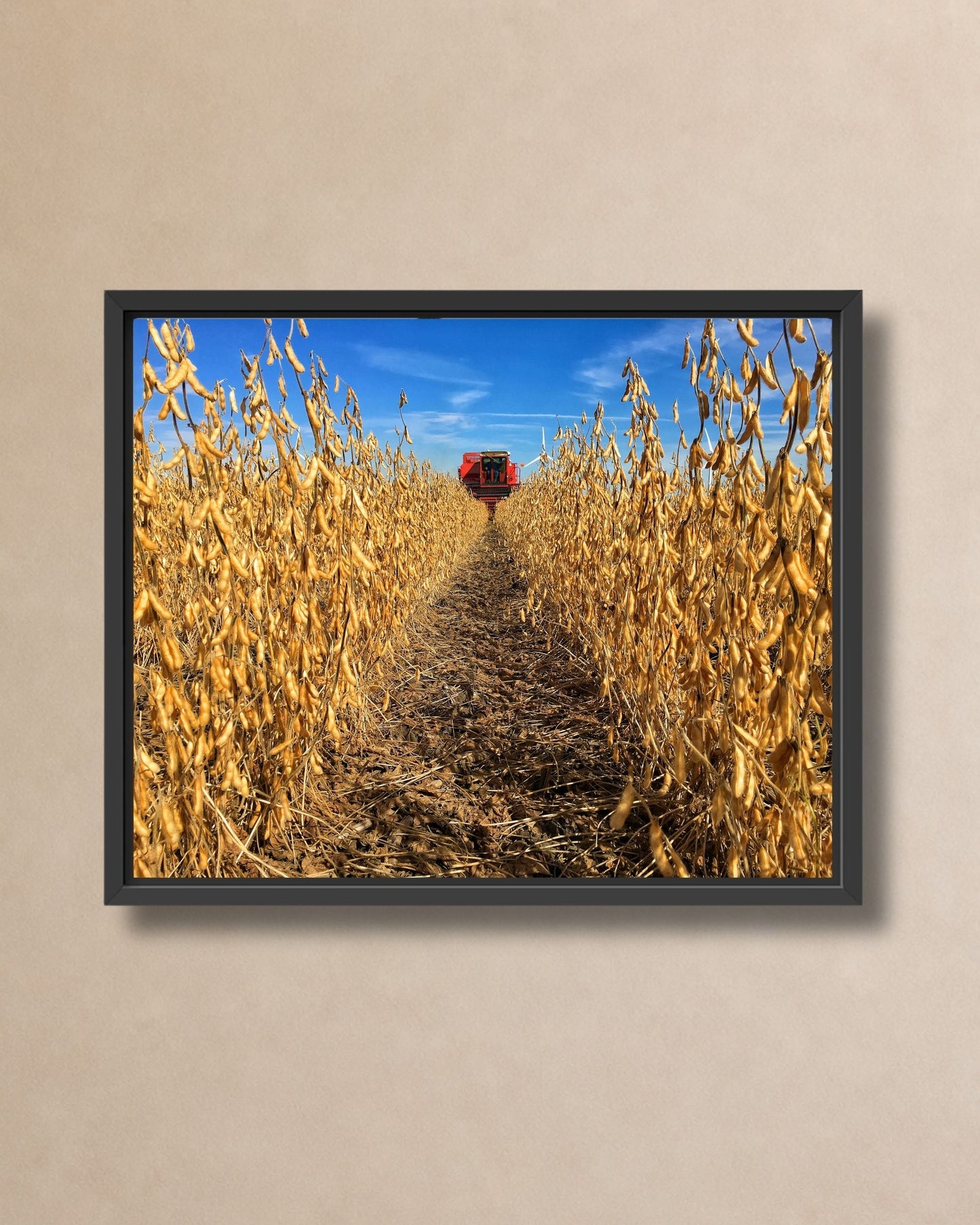 Black framed canvas print of a red combine working beyond tall golden soybean rows under a vivid blue sky.