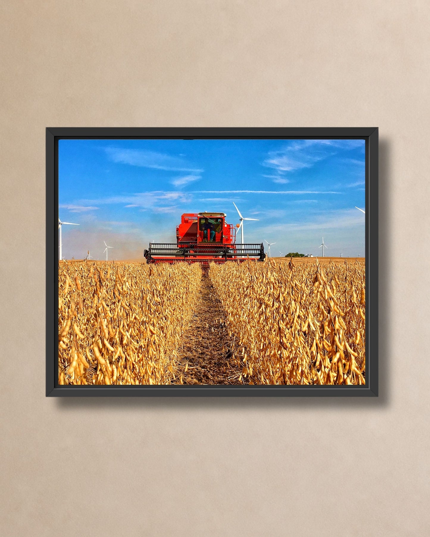 Black framed canvas print featuring a red vintage International combine harvesting soybeans in a Midwest farm field.